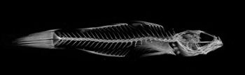 Media type: image;   Ichthyology 58108 Aspect: ,description